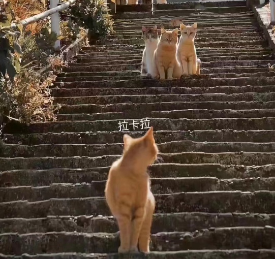 拉卡拉领头猫.png